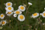 Oakleaf fleabane